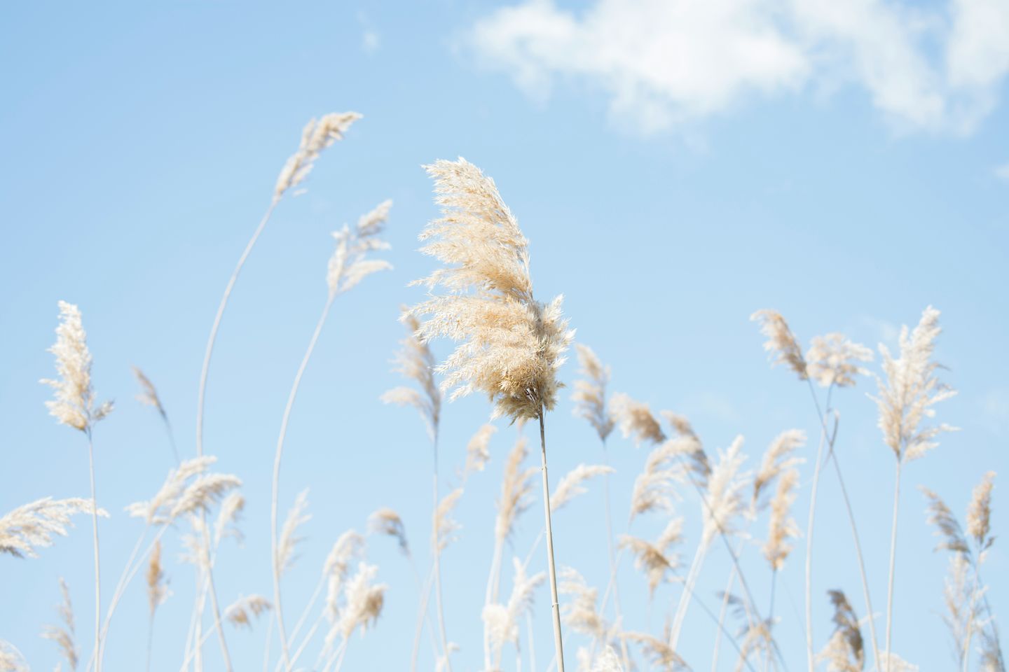 How to Pray with Lectio Divina