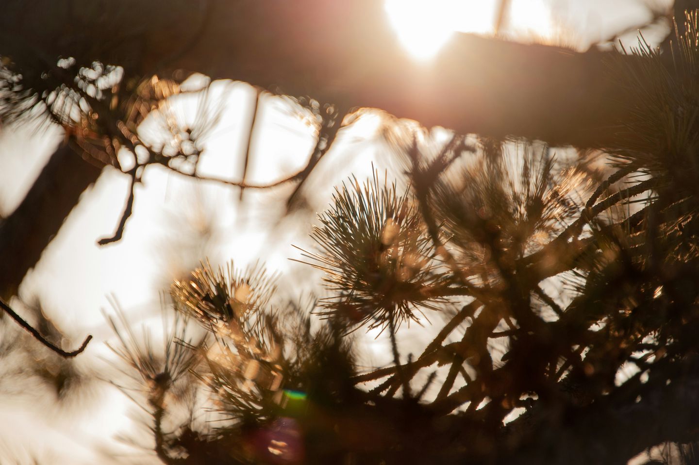 The Way of Ignatius Loyola (Lent 2019)