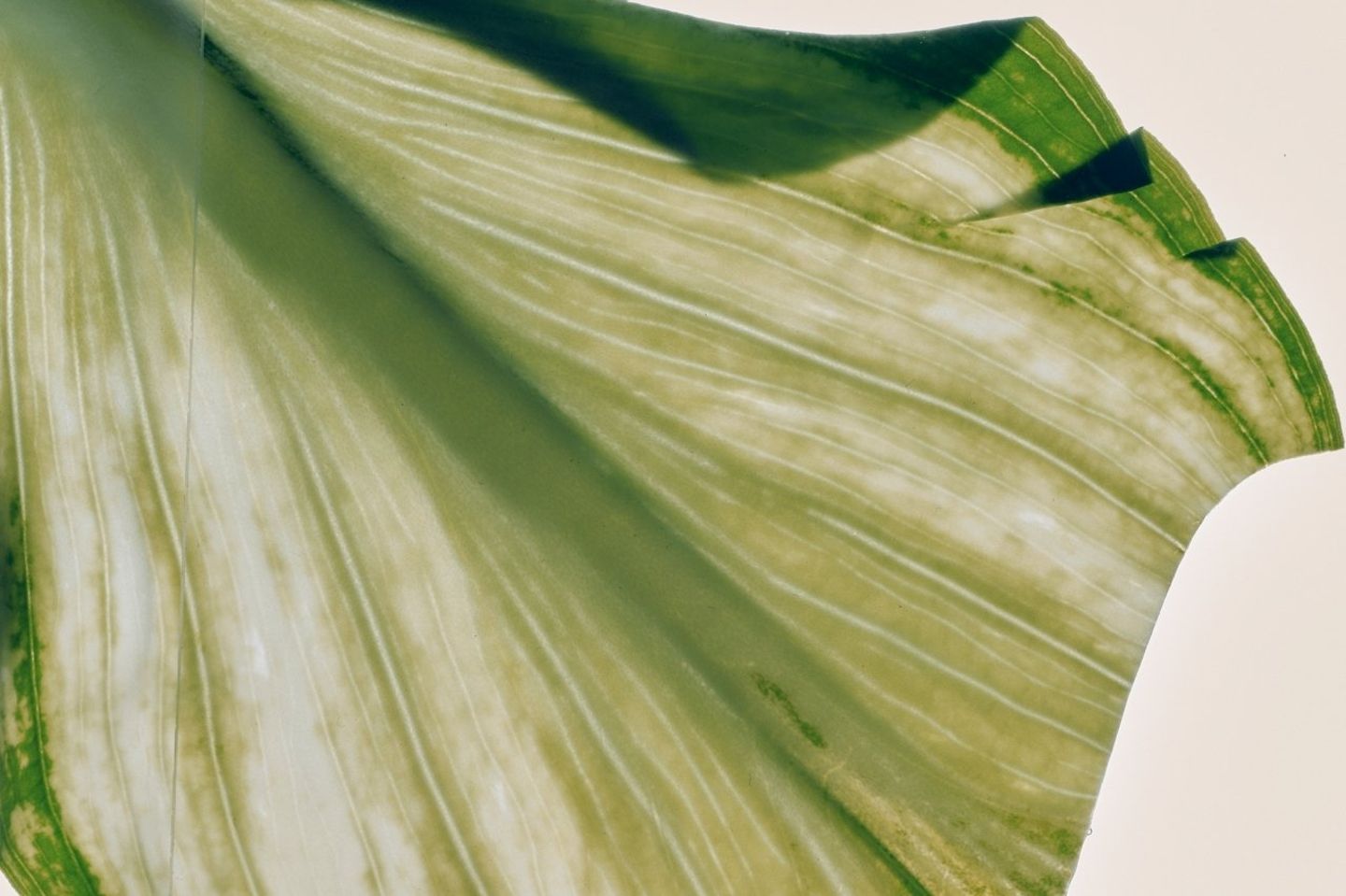 Praying for Creation