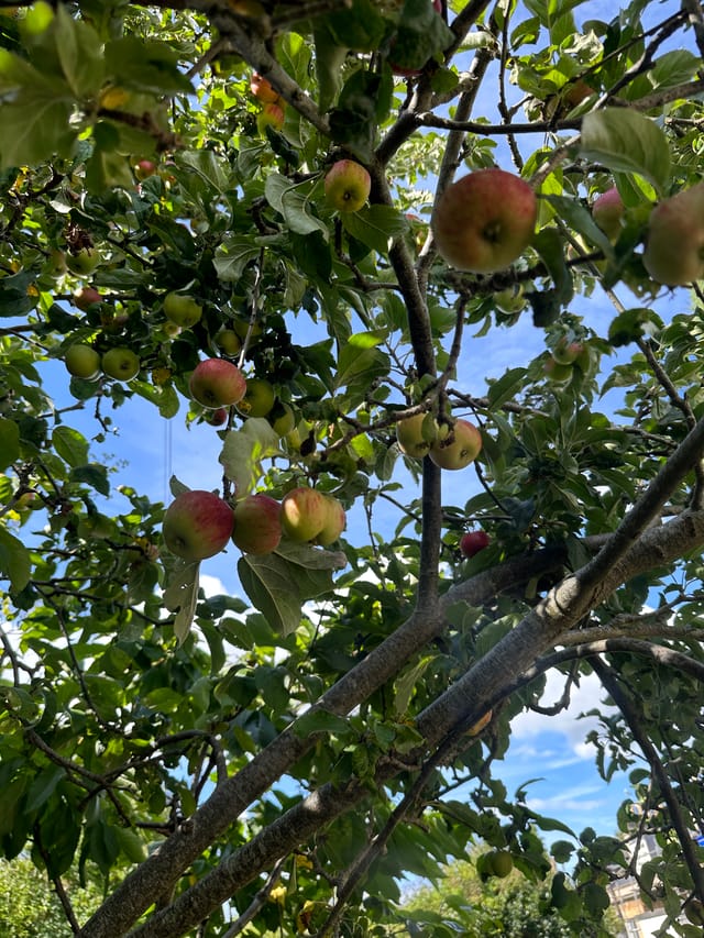 常年期第18 週星期一(聖若翰維雅納紀念日)