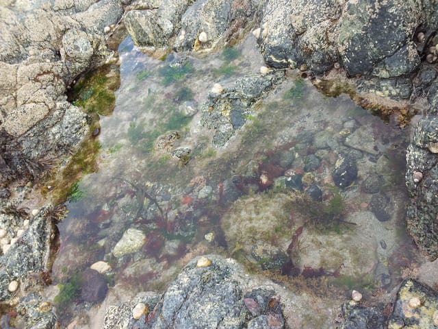 常年期第三周星期一,聖弟茂德及聖弟鐸慶日