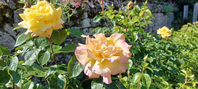 四旬期第三週星期五