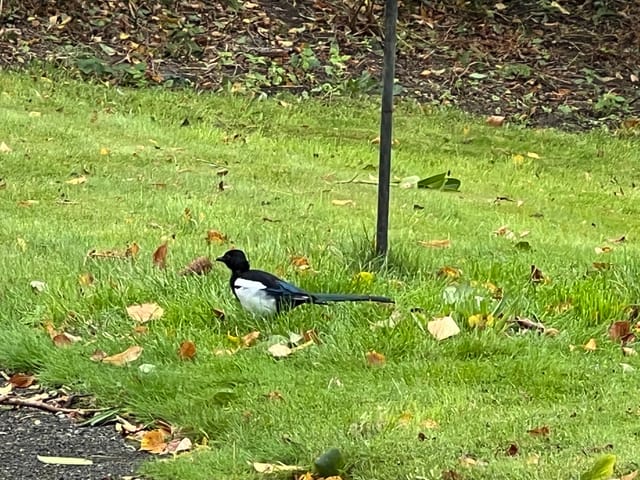 常年期第14 週星期一