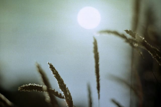 The Seeds of Vocation