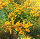 Goldenrod