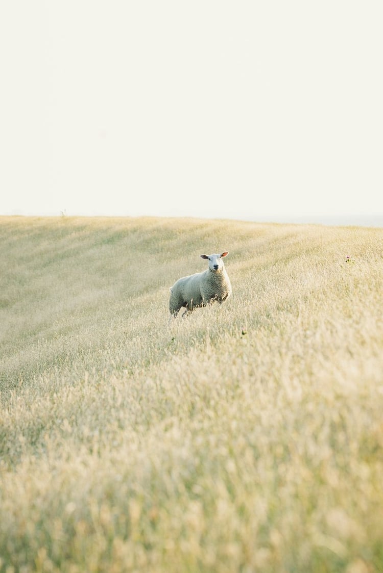 The shepherd's voice