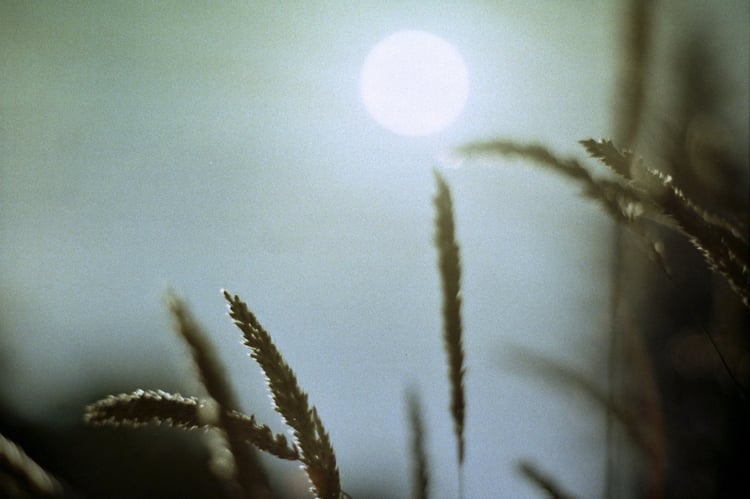 The Seeds of Vocation